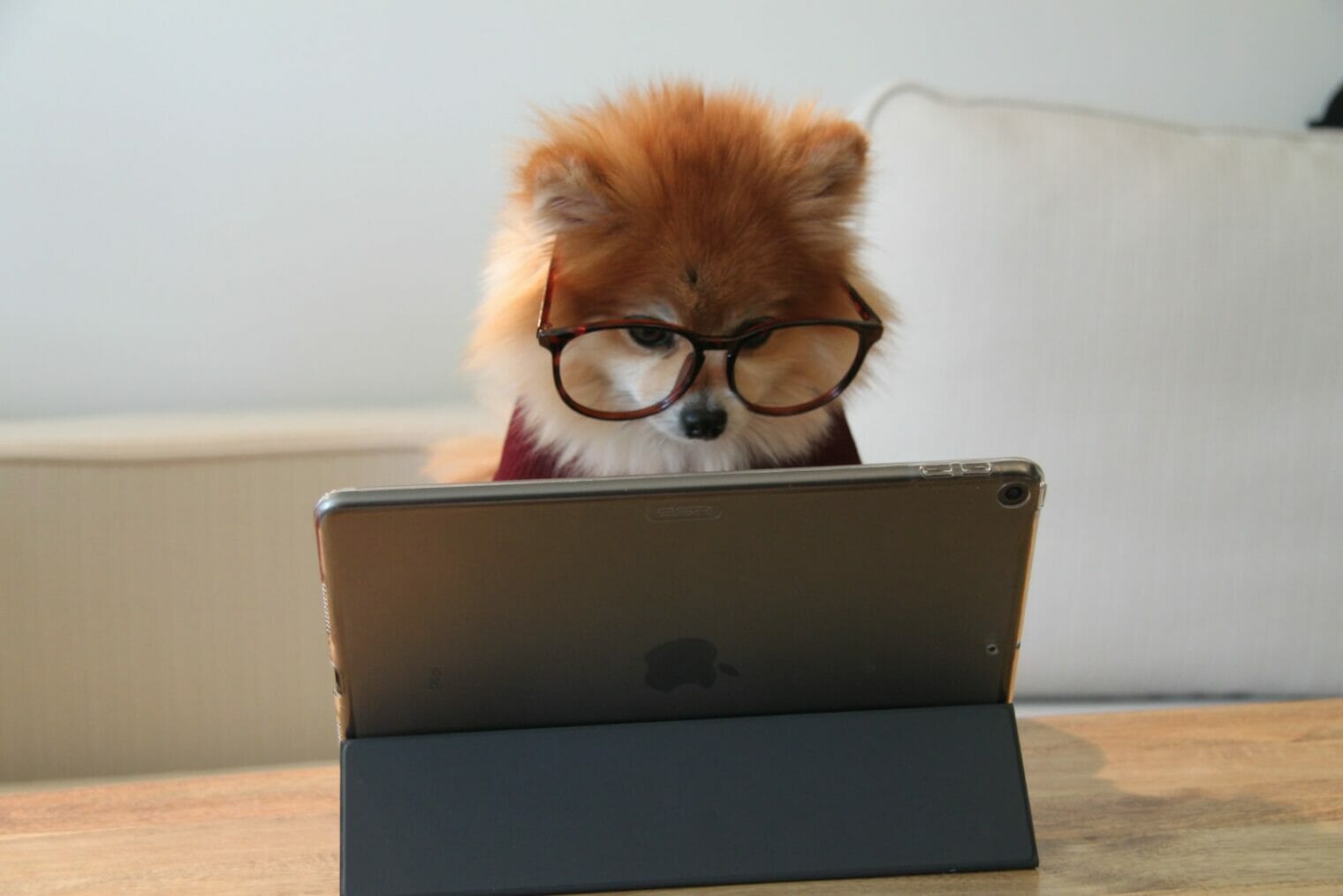 Pomeranian dog promotes youth wellness by using an iPad wearing glasses.