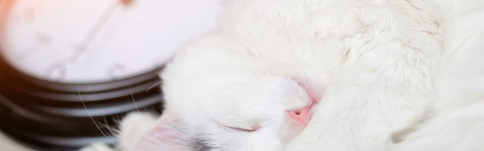 White cat sleeping peacefully with a slight smile, close-up view of its face and whiskers, soft background.