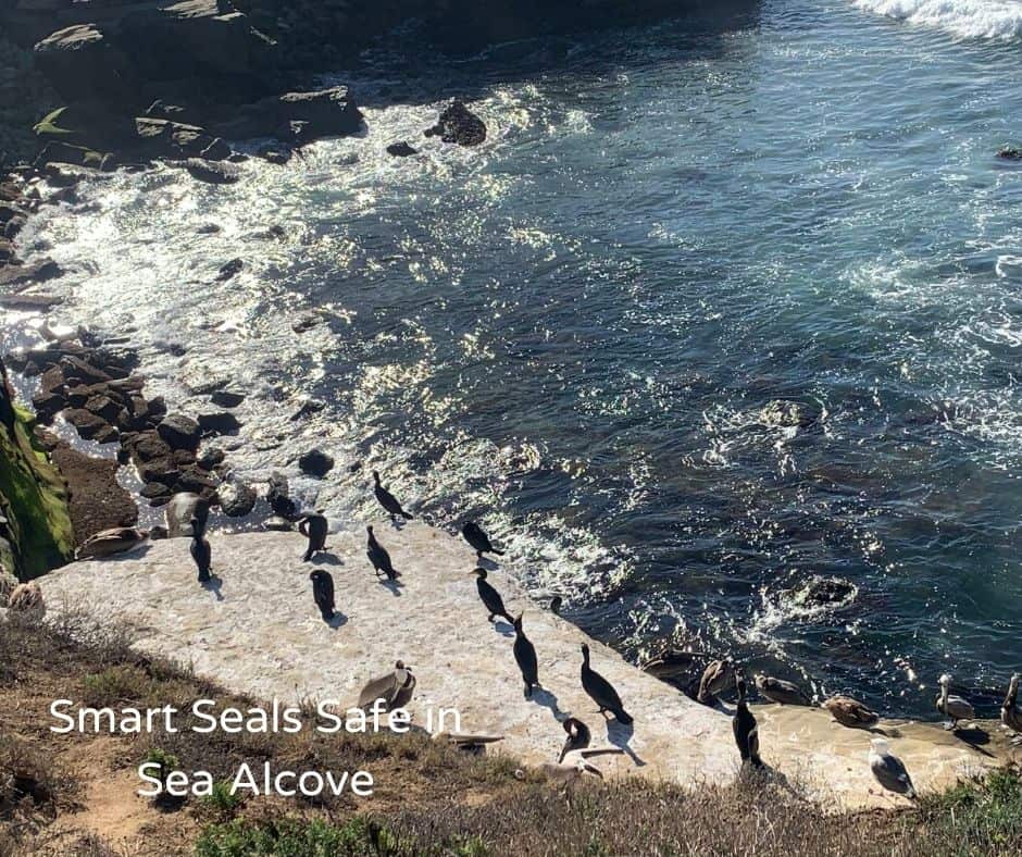 Aerial view of seals resting on a rocky shoreline by the sea, with waves crashing nearby.