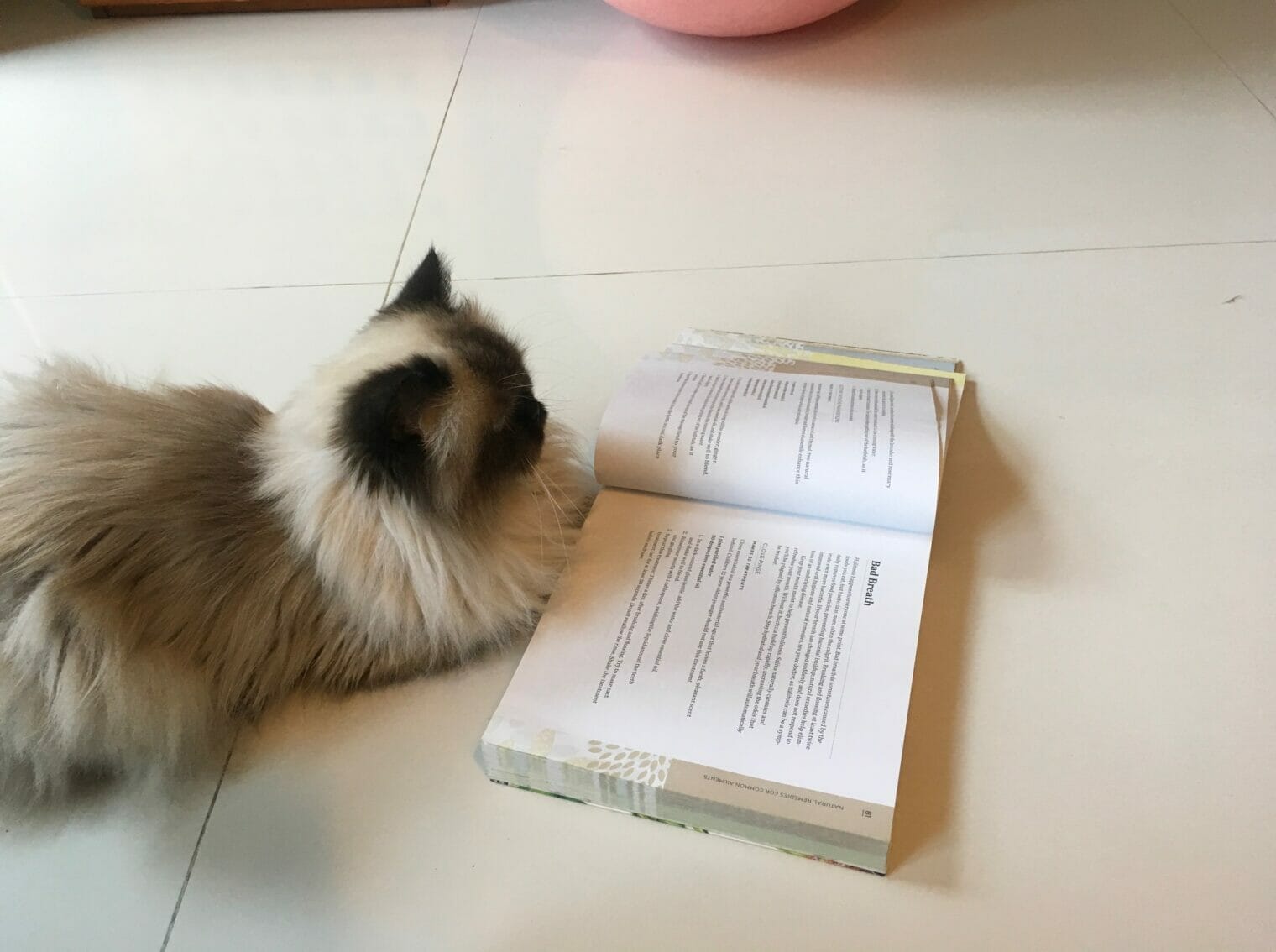 A cat promoting family wellness by reading a book on the floor.